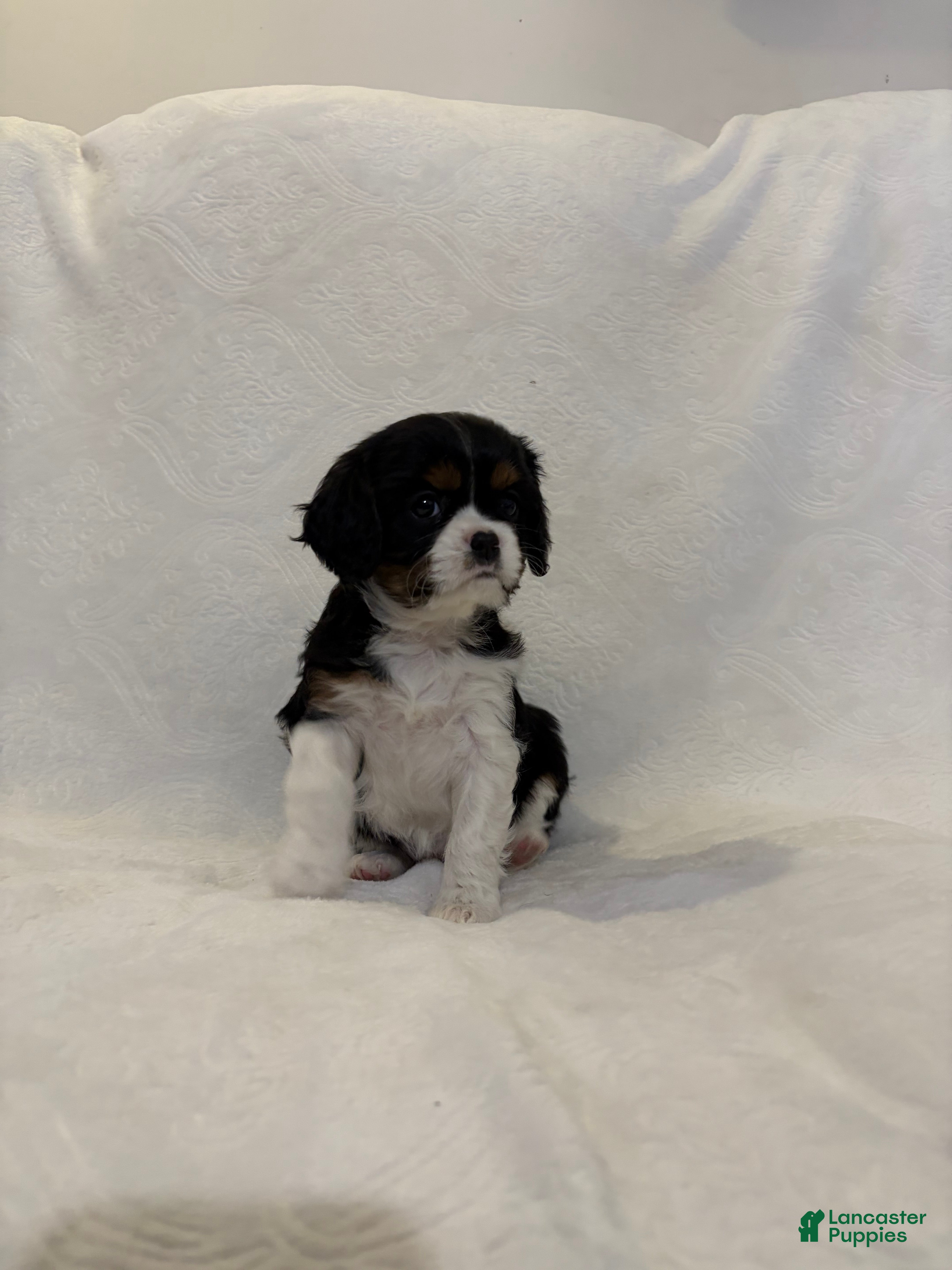 Cavalier King Charles Spaniel dogs Liberty  - Ad 38