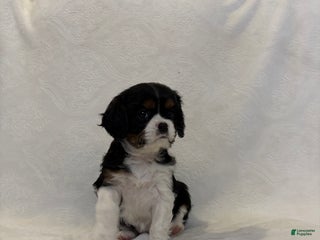 Cavalier King Charles Spaniel dogs Liberty - Ad 30
