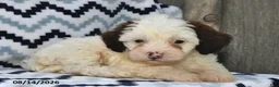 Shihpoo dogs for sale: Benton - Ad 3