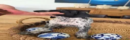 German Shorthaired Pointer dogs for sale: German Shorthaired Pointer 3 - Ad 3