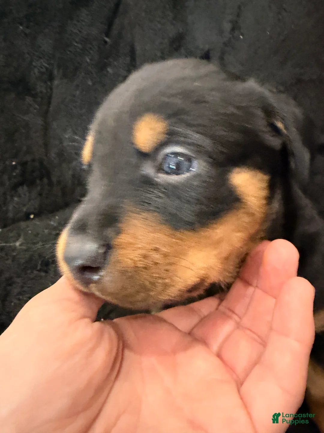Rottweiler dogs for sale: Rottweiler Puppy 5 - Ad 5