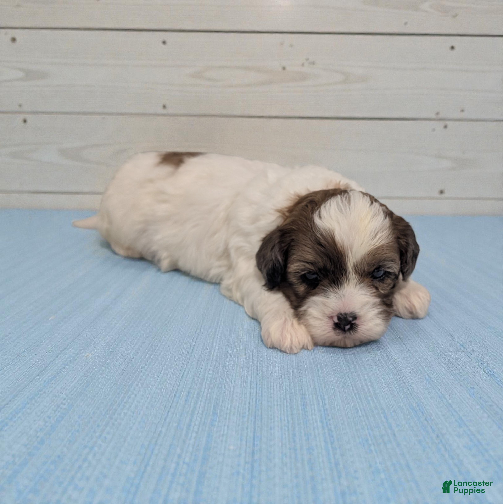 Shihpoo dogs Rascal - Ad 1