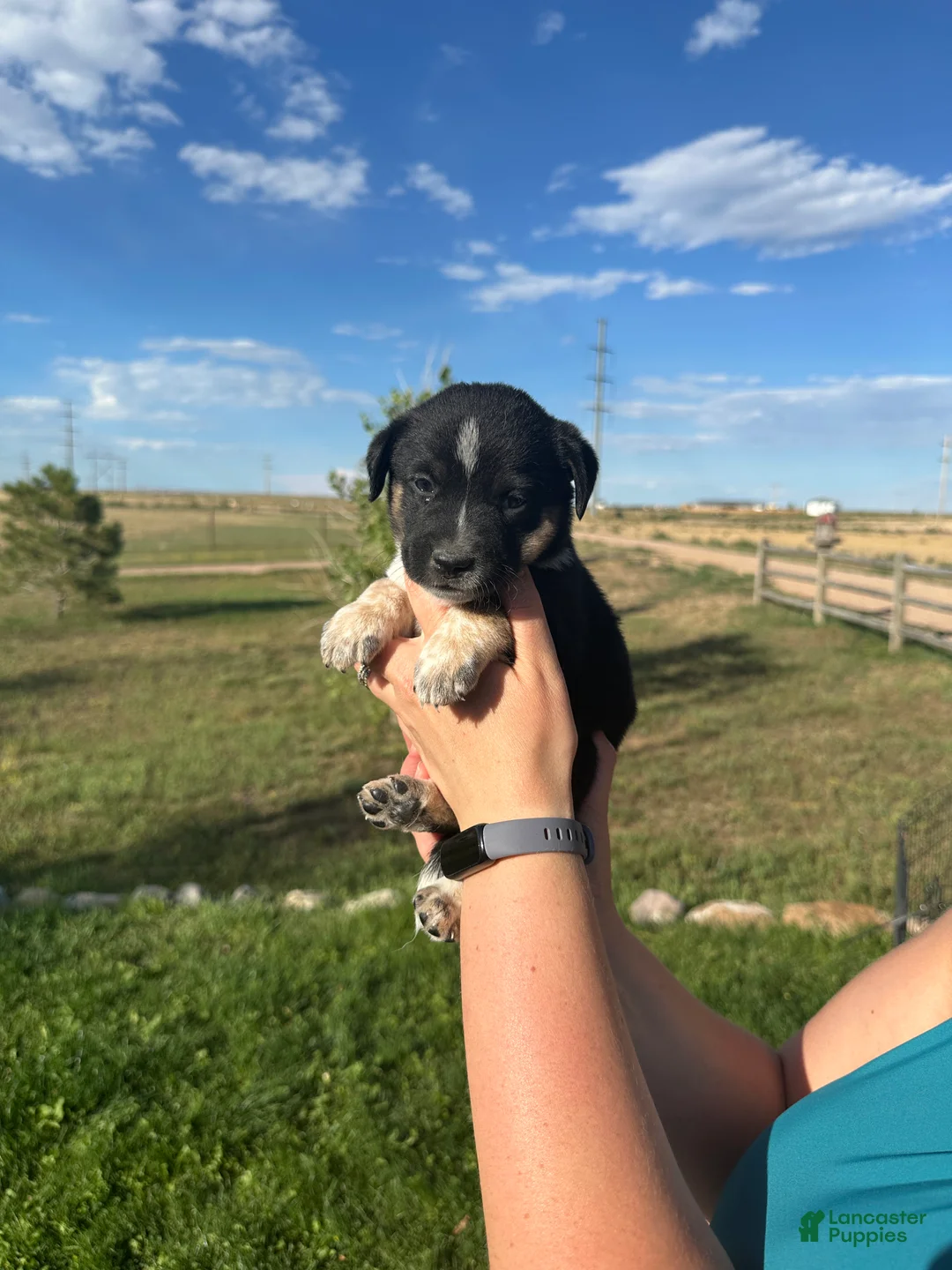 Mixed Breed dogs for sale: Tri Girl 2 - Ad 1