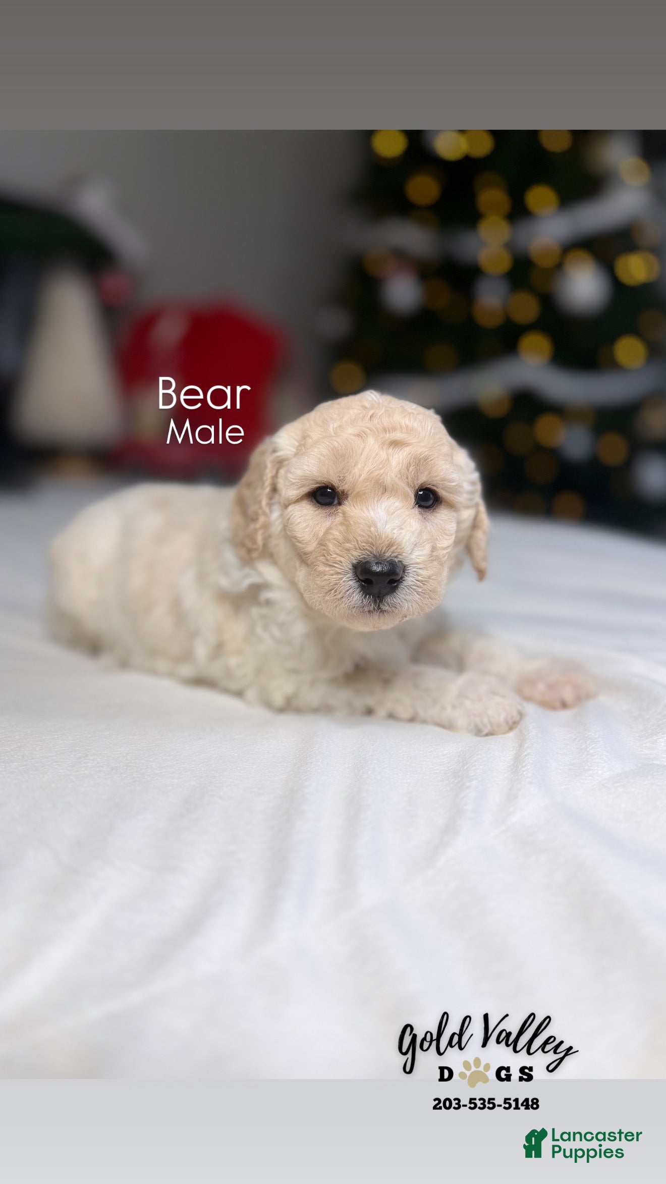 Mixed Breed dogs BEAR - Ad 21