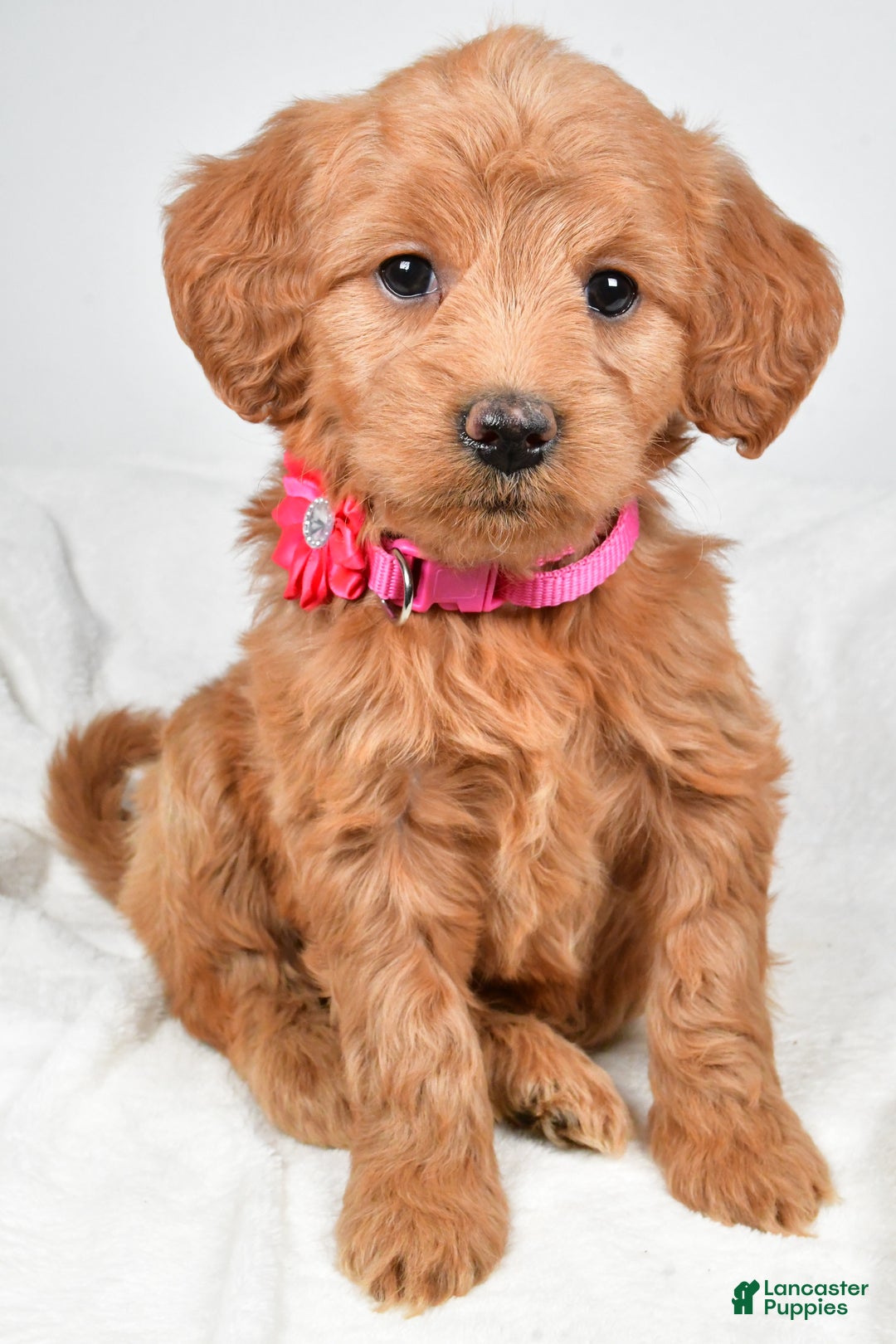 Mini Goldendoodle dogs for sale: Briella - Ad 10