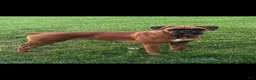 Boxer dogs for sale: Feline - Ad 4
