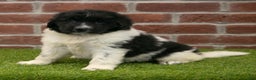 Newfoundland dogs for sale: Molly - Ad 2
