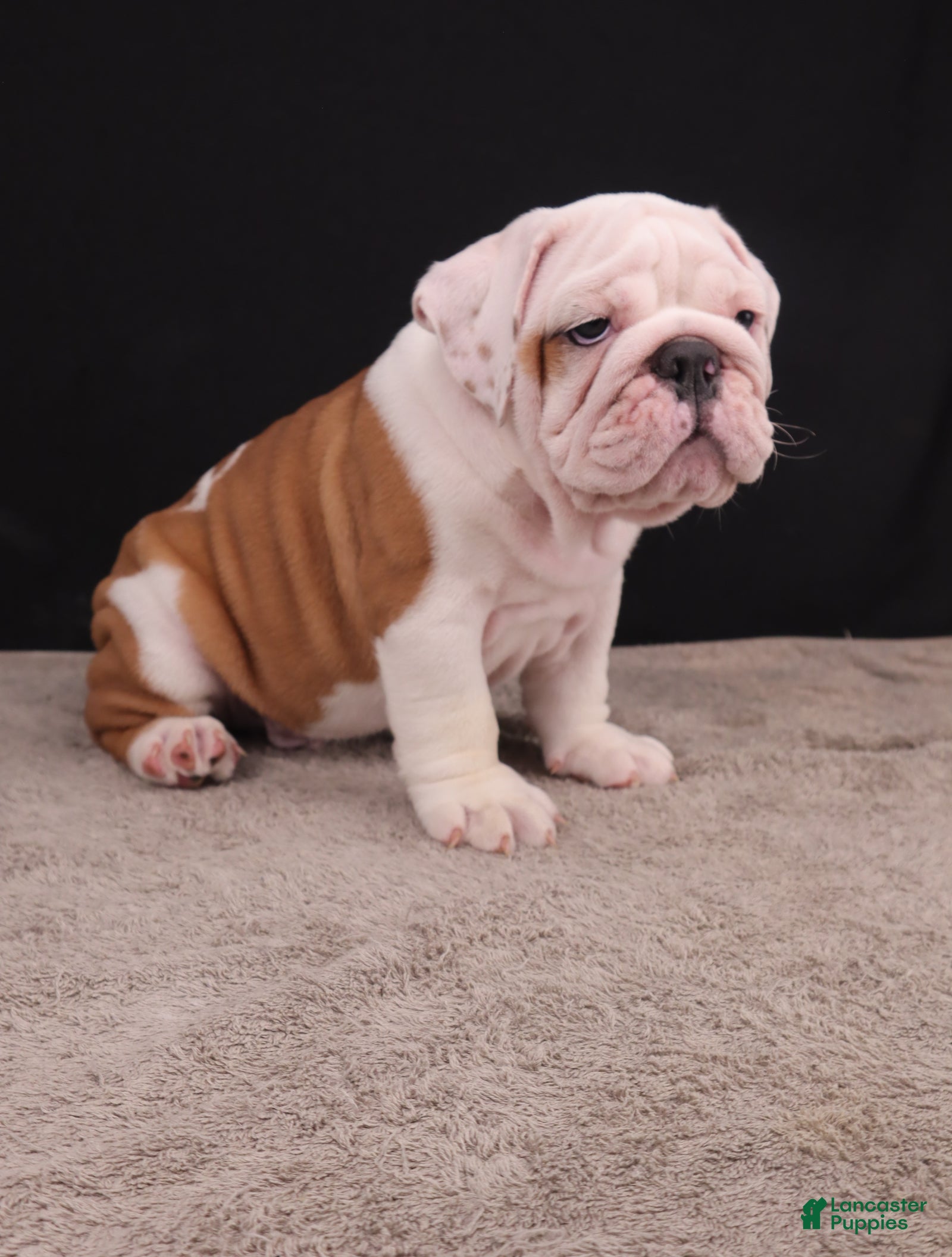 English Bulldog dogs Hank - Ad 2
