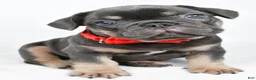 French Bulldog dogs for sale: Dustin - Ad 5