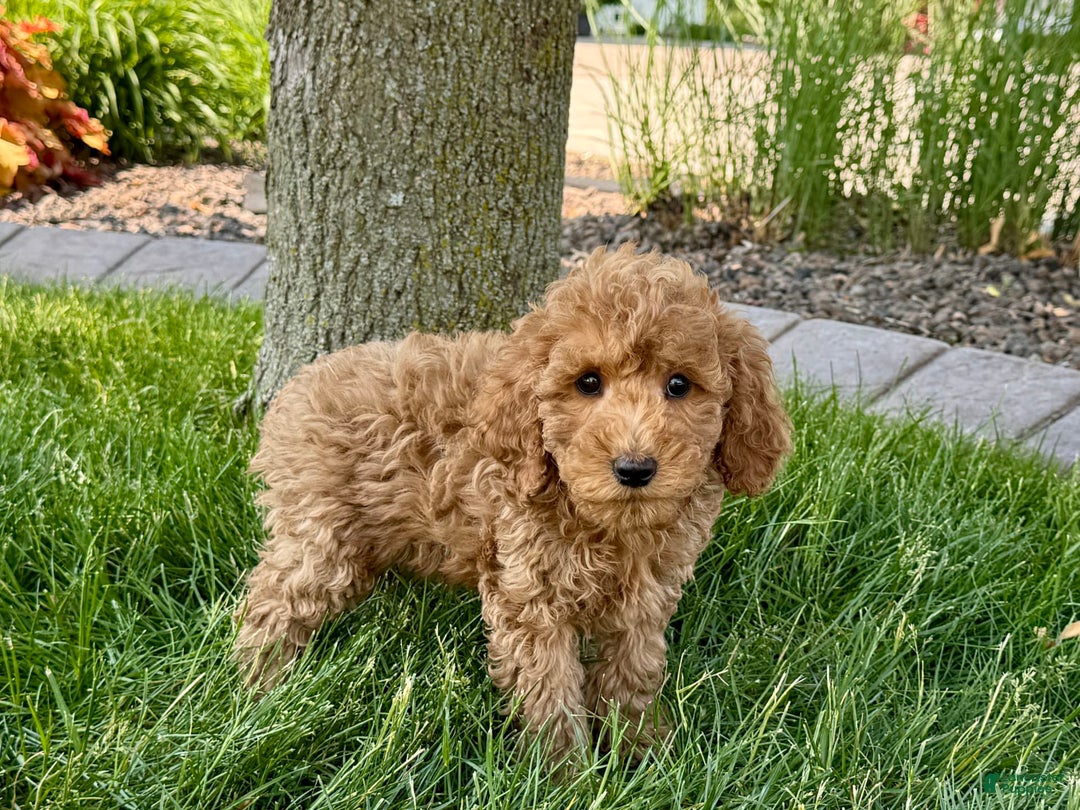 Cockapoo dogs for sale: Howie - Ad 3