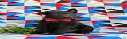 German Shepherd dogs for sale: Maxfield - Ad 3