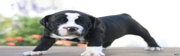 Beabull dogs for sale: Panther - Ad 2