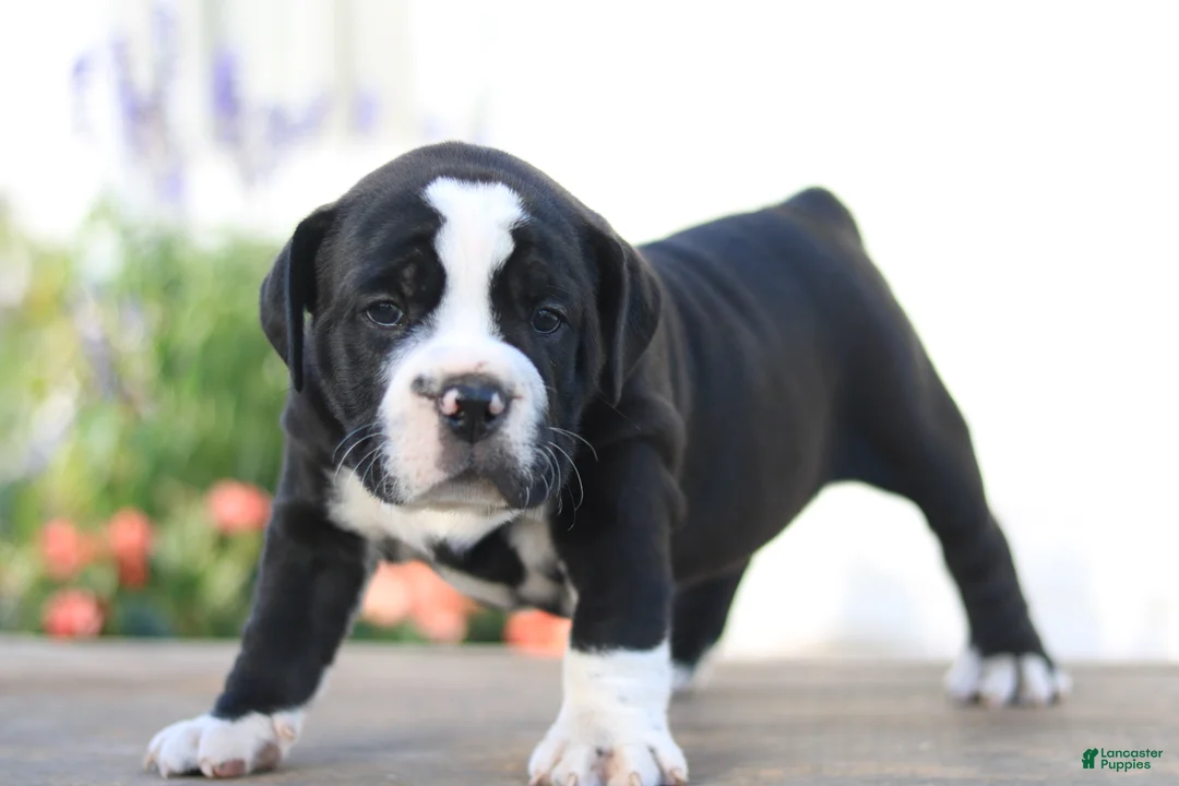 Beabull dogs for sale: Panther - Ad 2