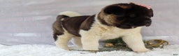 Akita dogs for sale: Rosa - Ad 17