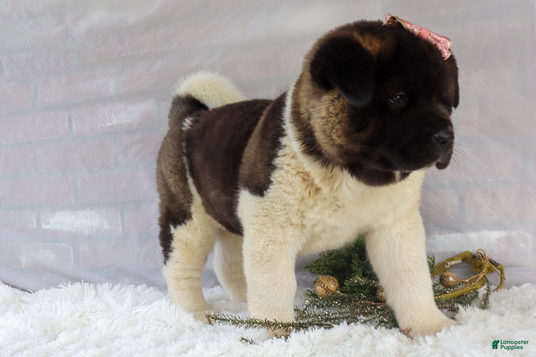 Akita dogs for sale: Rosa - Ad 17