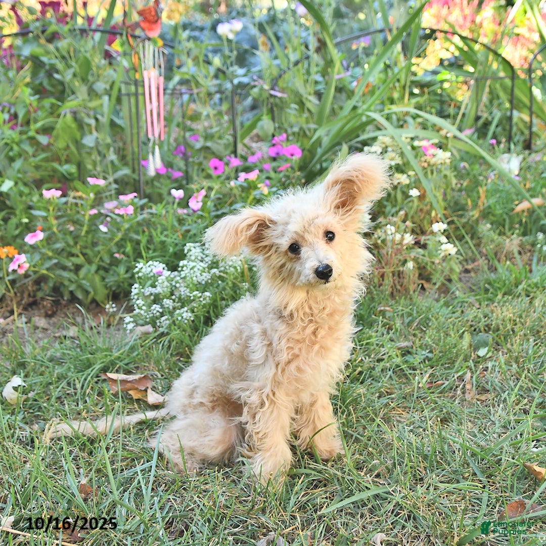 Pomapoo dogs for sale: Emily - Ad 5