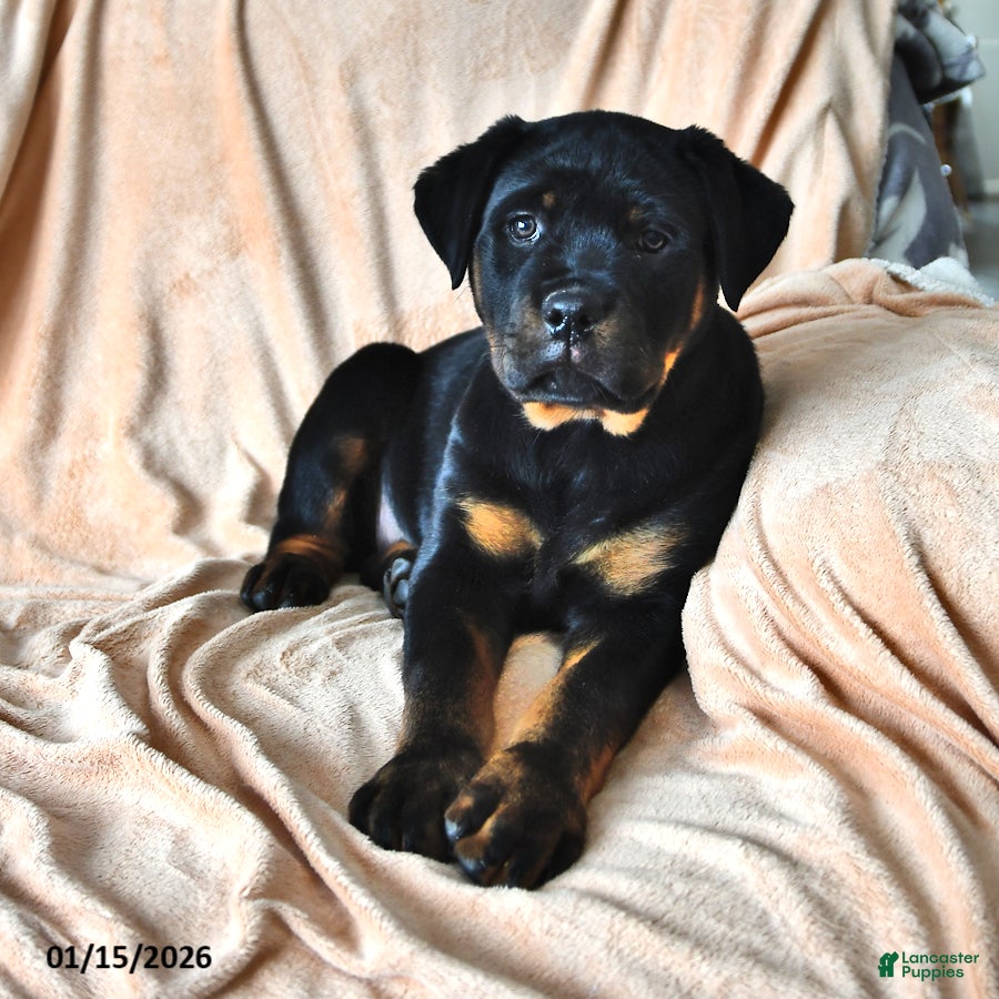 Rottweiler dogs Ann - Ad 35