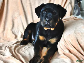 Rottweiler dogs Ann - Ad 42
