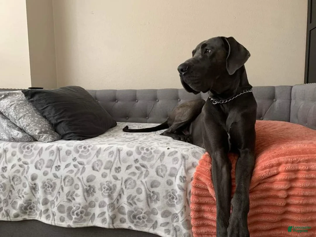 Great Dane dogs for sale: Carbon Creed's Azure Siren 🧜‍♀️ - Ad 2