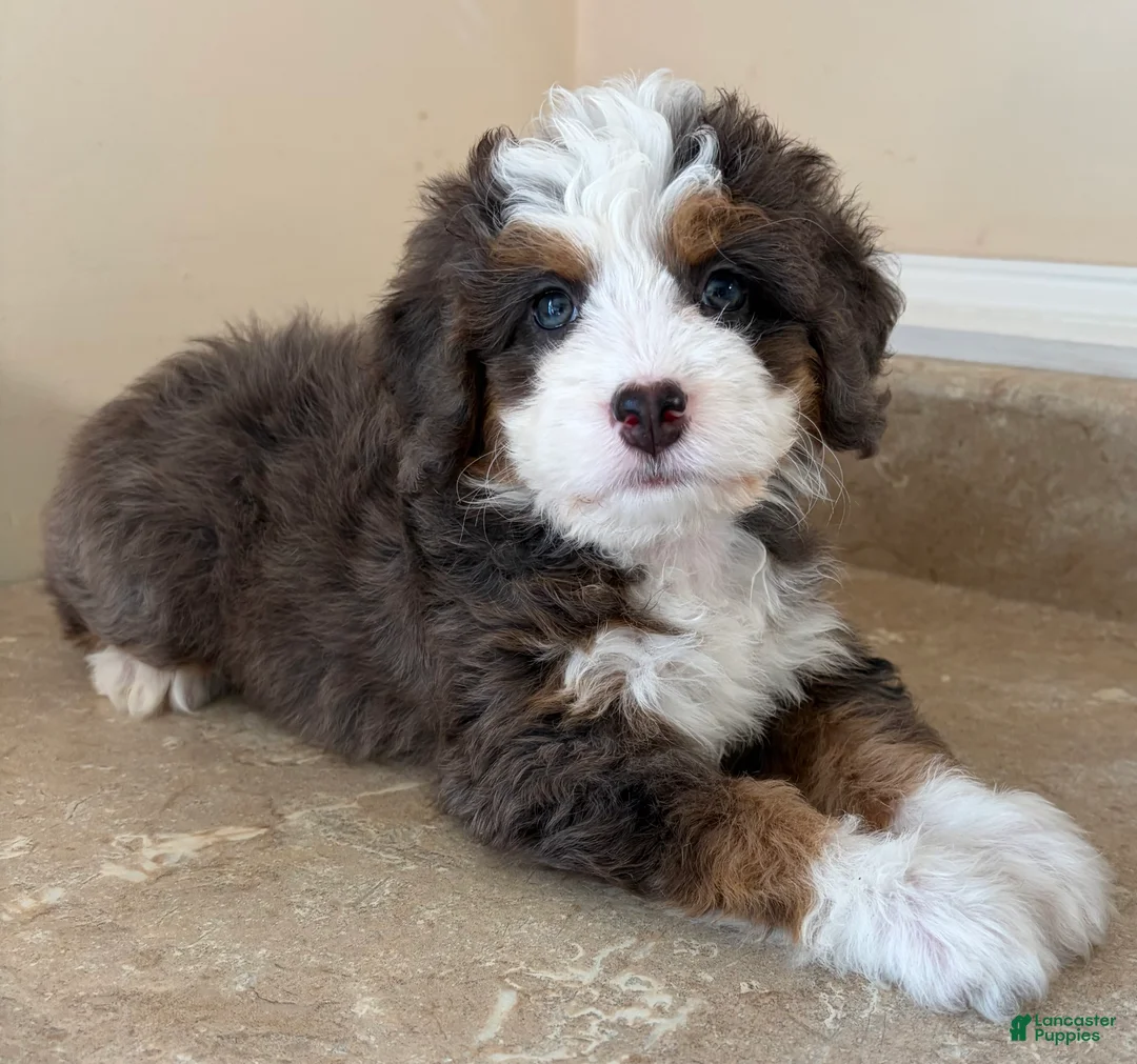 Mini Bernedoodle dogs for sale: 🧡IN BOSTON MASSACHUETTS AREA🧡TINY BLUE MERLE TRI COLOR🧡MINI BERNEDOODLE🧡 - Ad 2