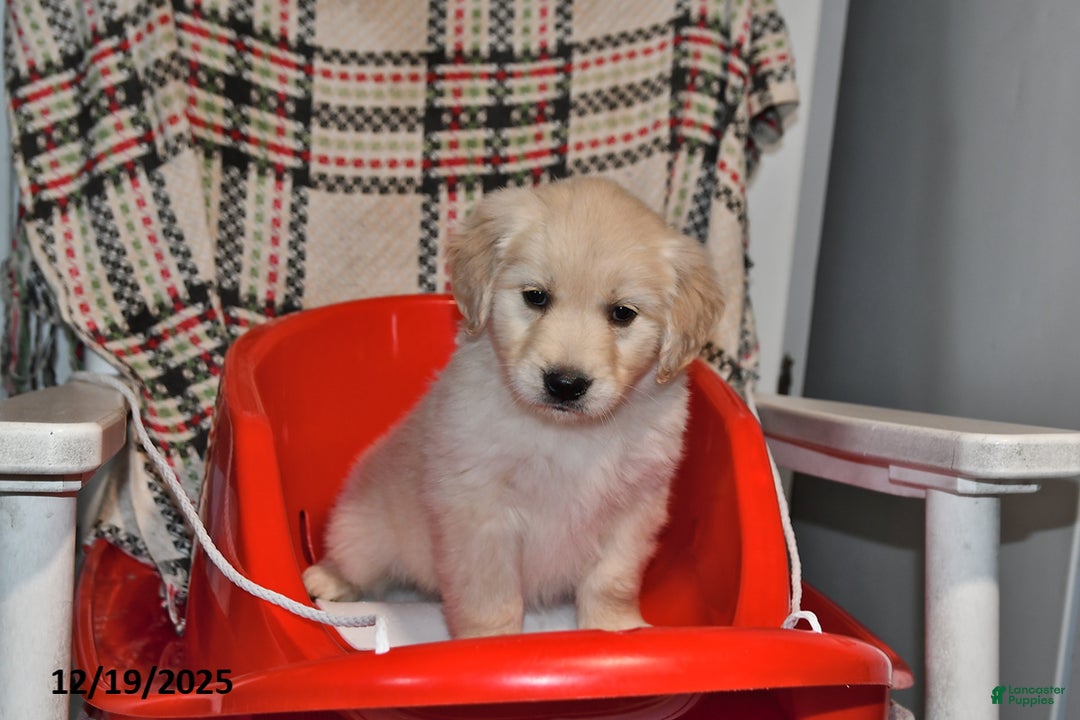 Mixed Breed dogs for sale: Abby - Ad 2