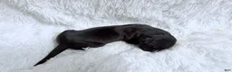 Great Dane dogs for sale: Whiskey - Ad 6