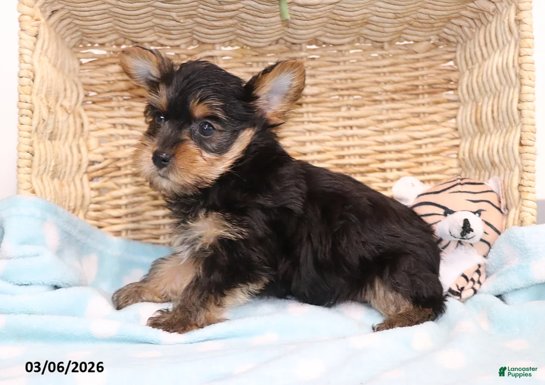 Yorkshire Terrier dogs for sale: S'mores - Teacup - Ad 4