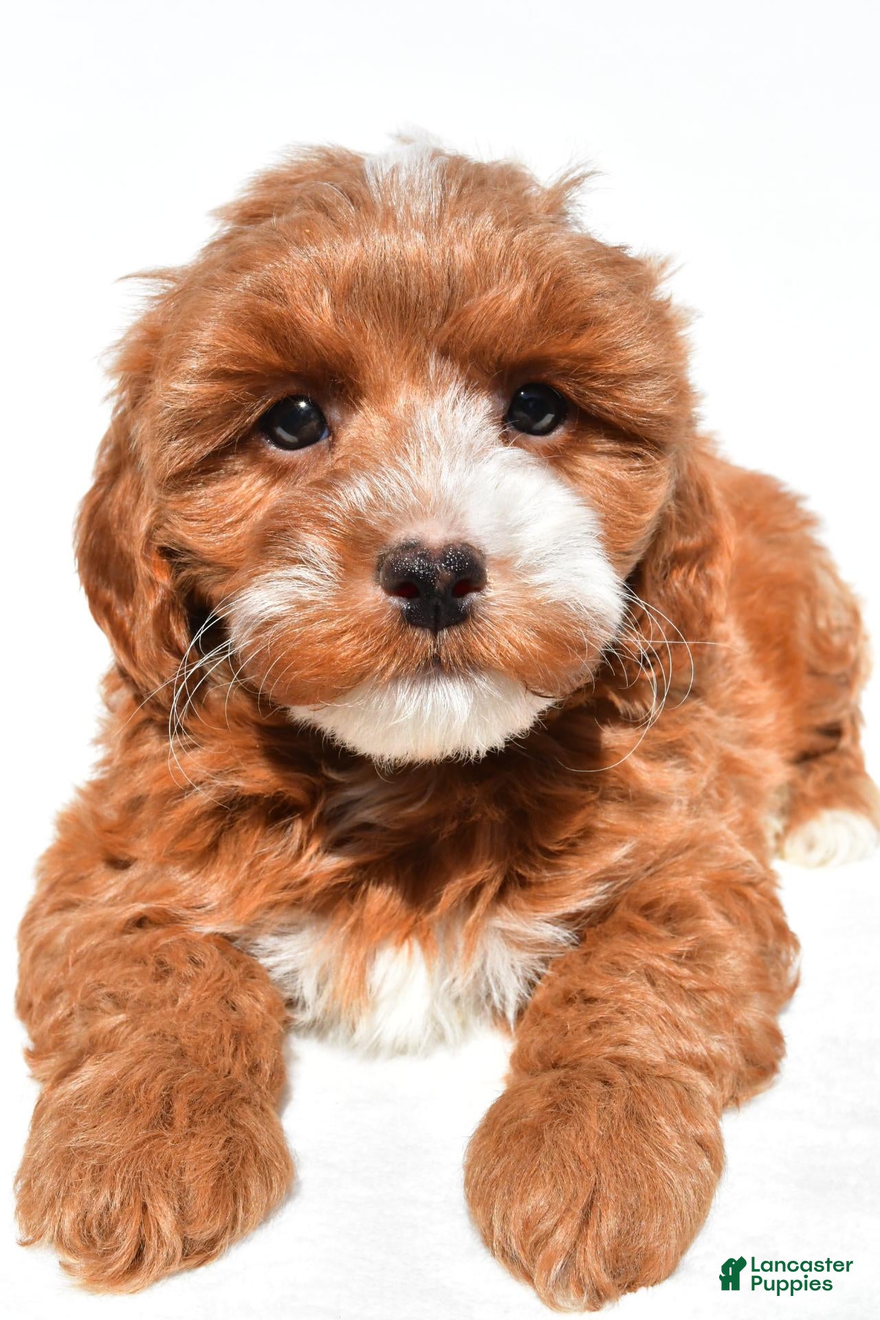 Cavapoo dogs Kobe - Ad 1