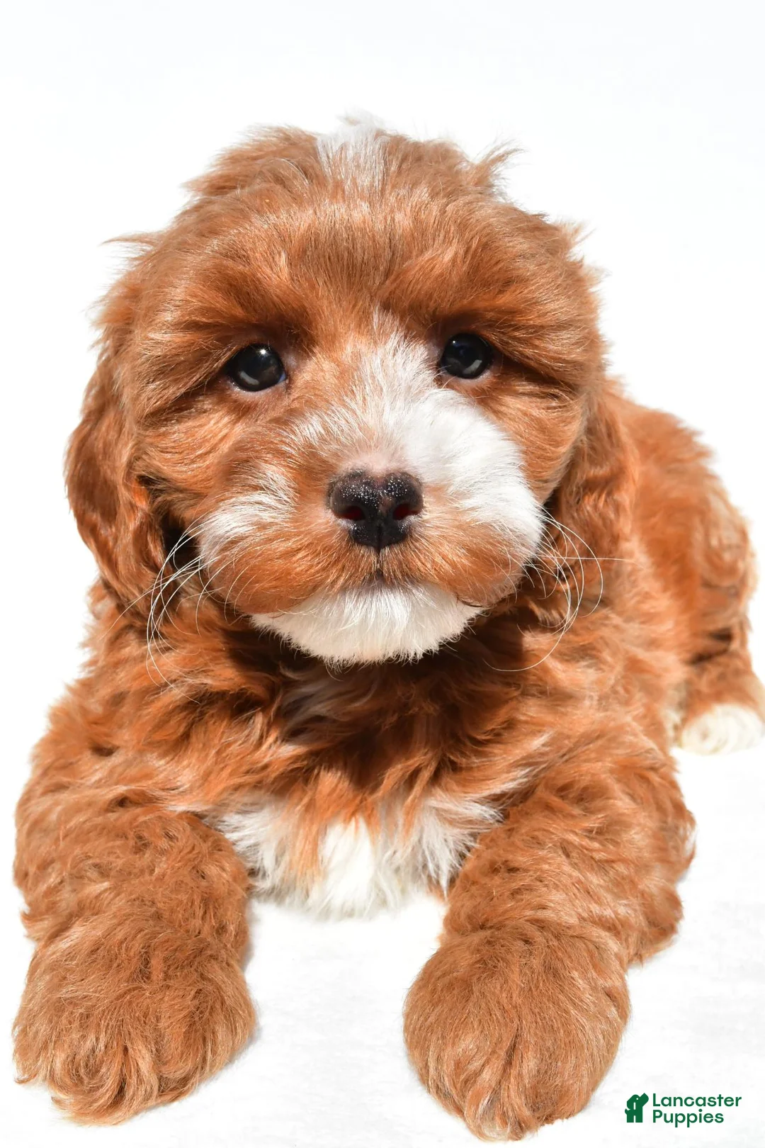 Cavapoo dogs for sale: Kobe - Ad 1