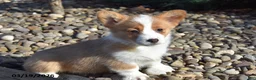 Welsh Corgi Pembroke dogs for sale: Ellie - Ad 2