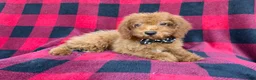 Cockapoo dogs for sale: Cash - Ad 3