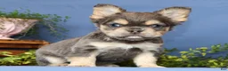 French Bulldog dogs for sale: Bella - Ad 8