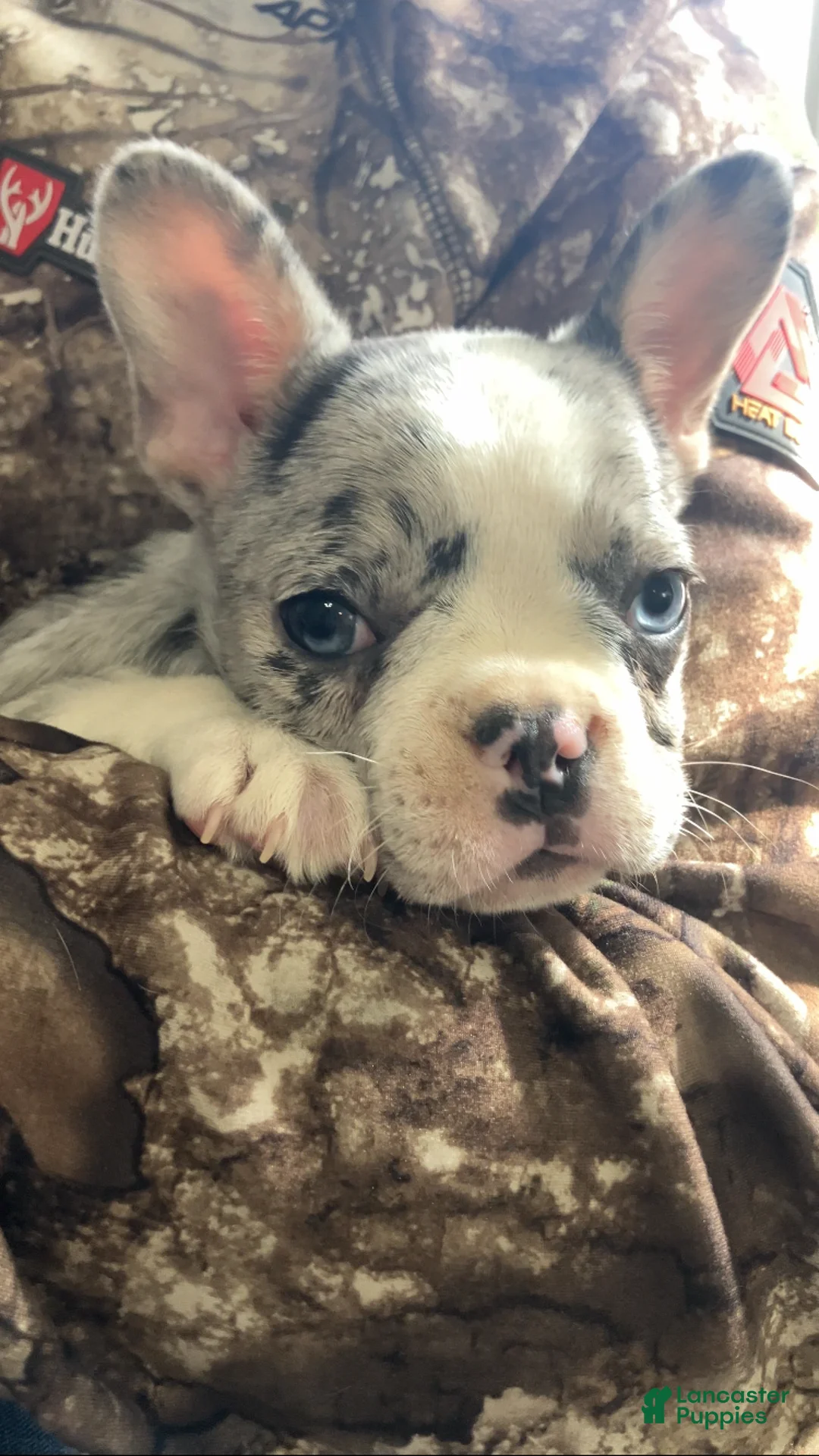 French Bulldog dogs for sale: Journey - Ad 2