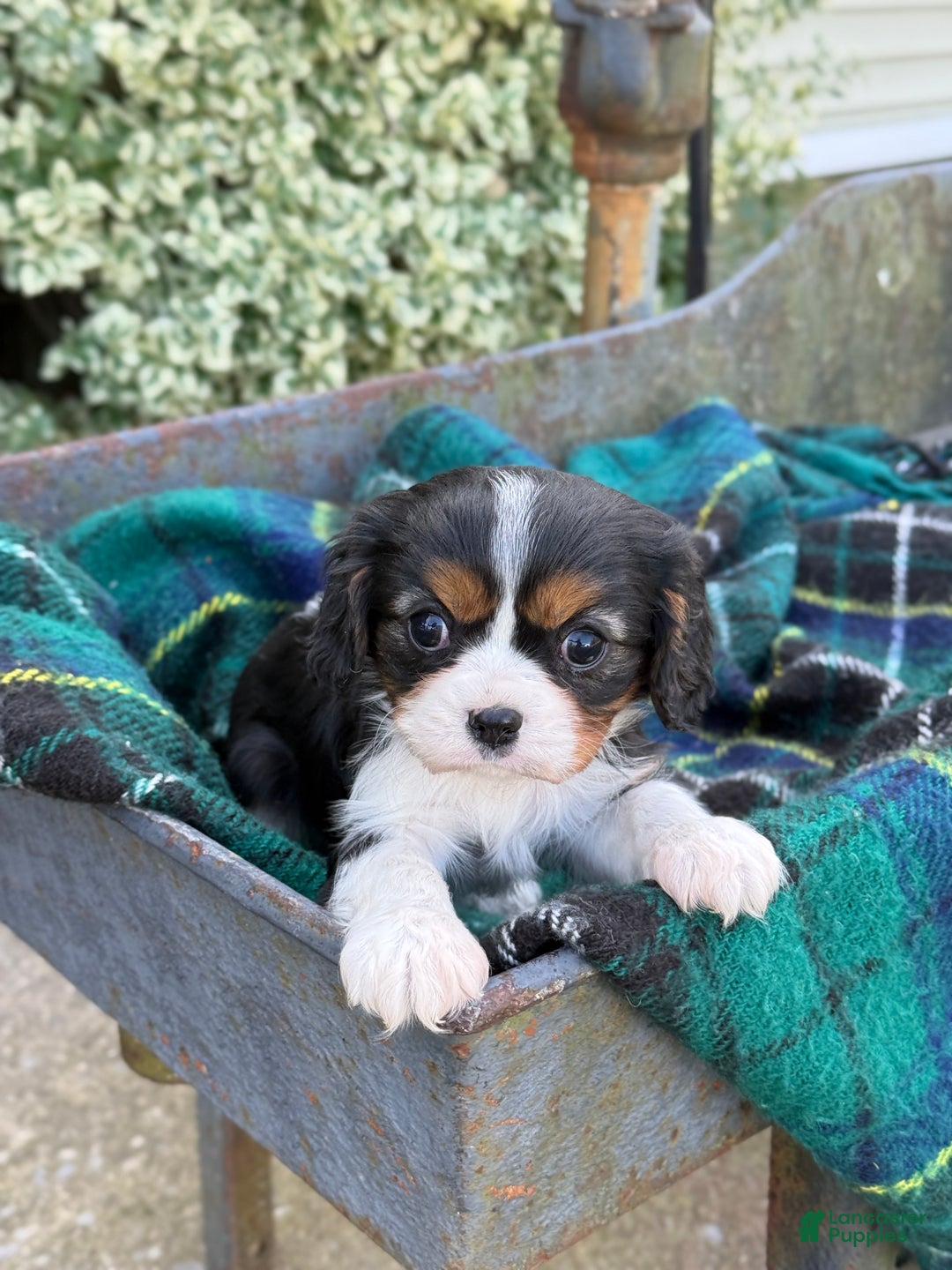 Cavalier King Charles Spaniel dogs for sale: Cutsie - Ad 6