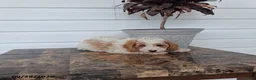 Miniature Poodle dogs for sale: Archer - Ad 1