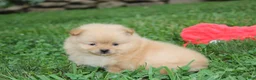 Pomeranian dogs for sale: Finn - Ad 6