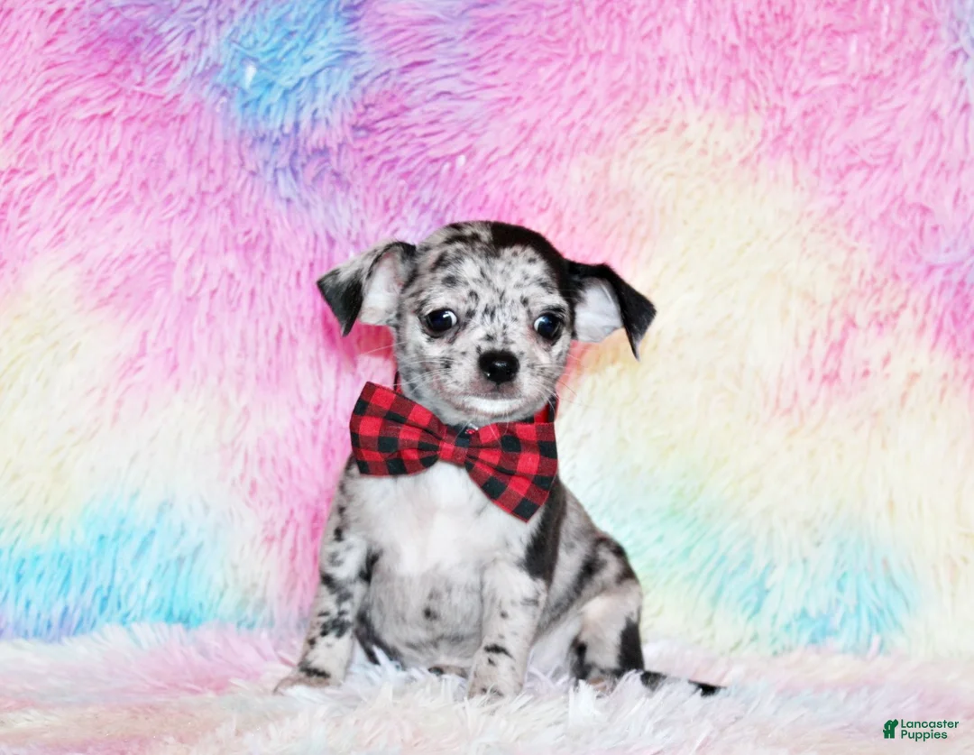 Chihuahua dogs for sale: Dawson - Ad 4