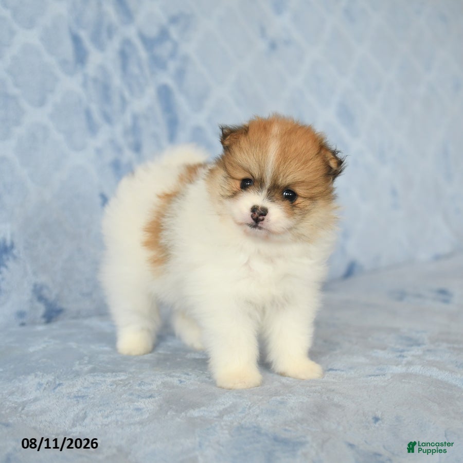 Pomeranian dogs Cinnamon - Ad 1