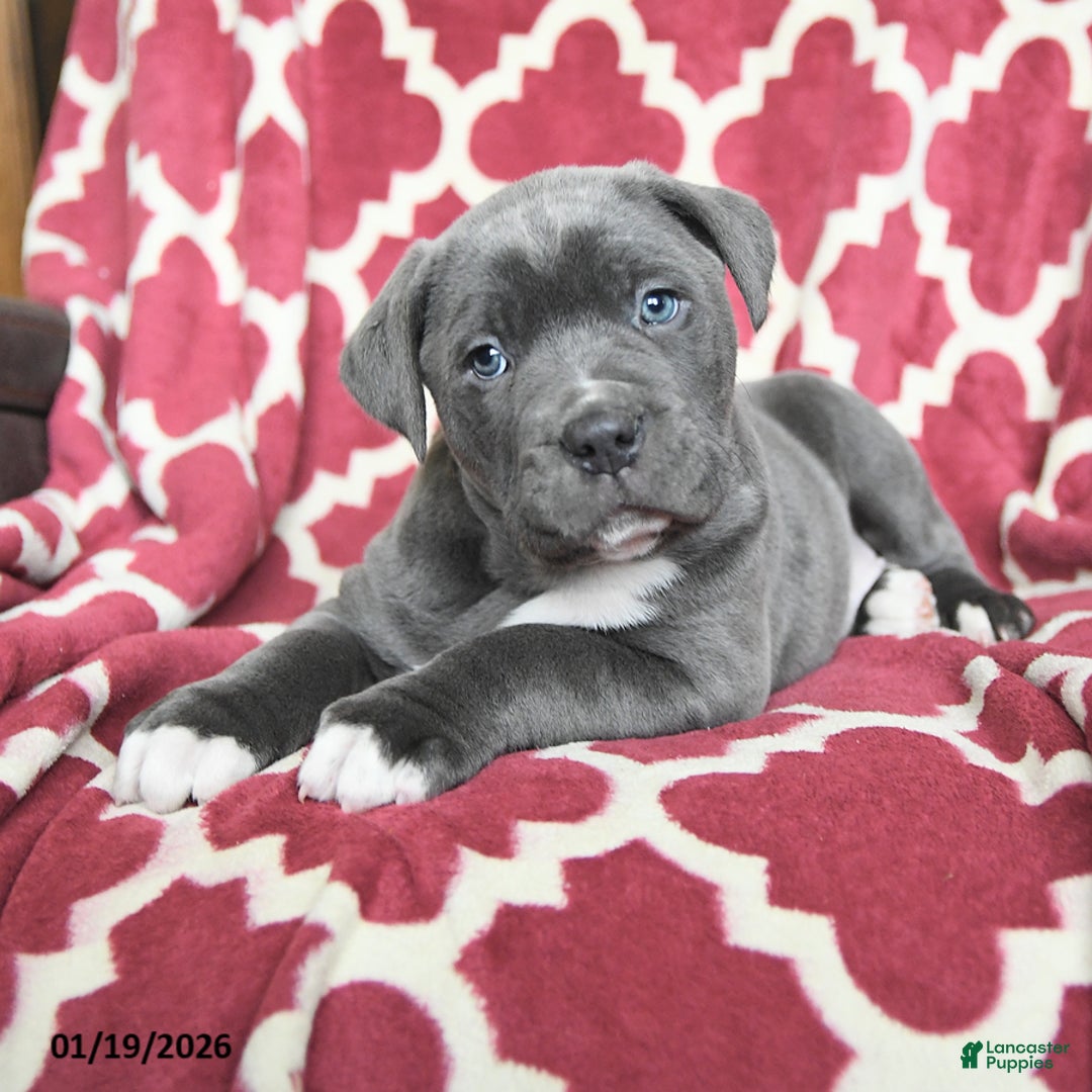 Cane Corso dogs for sale: Big Boy - Ad 4