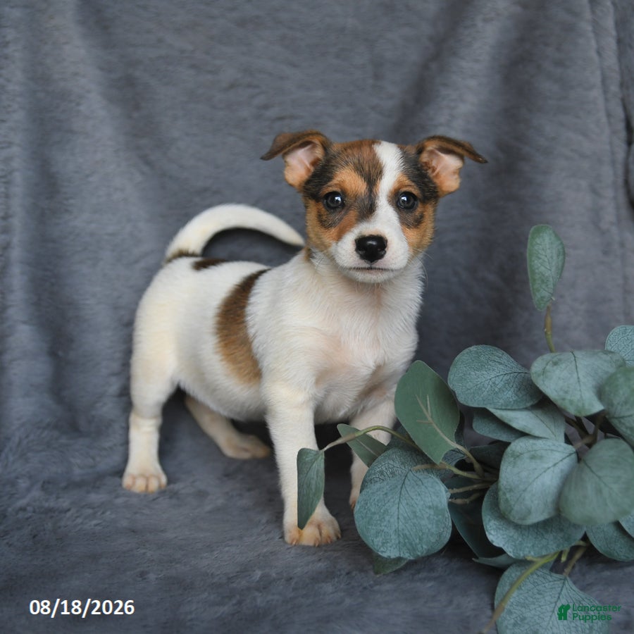 Mixed Breed dogs Rascal - Ad 1