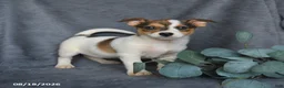 Mixed Breed dogs for sale: Rascal - Ad 1
