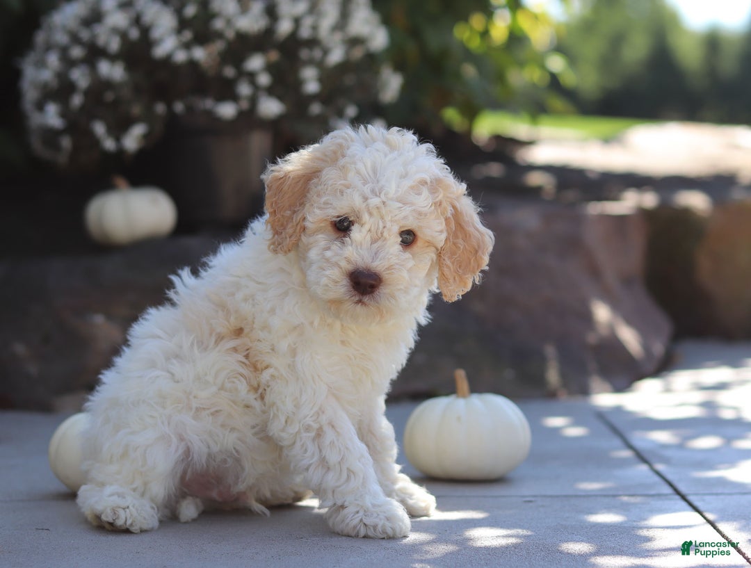 Lagotto Romagnolo dogs for sale: Cruz - Ad 2