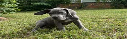 Great Dane dogs for sale: Era - Ad 2