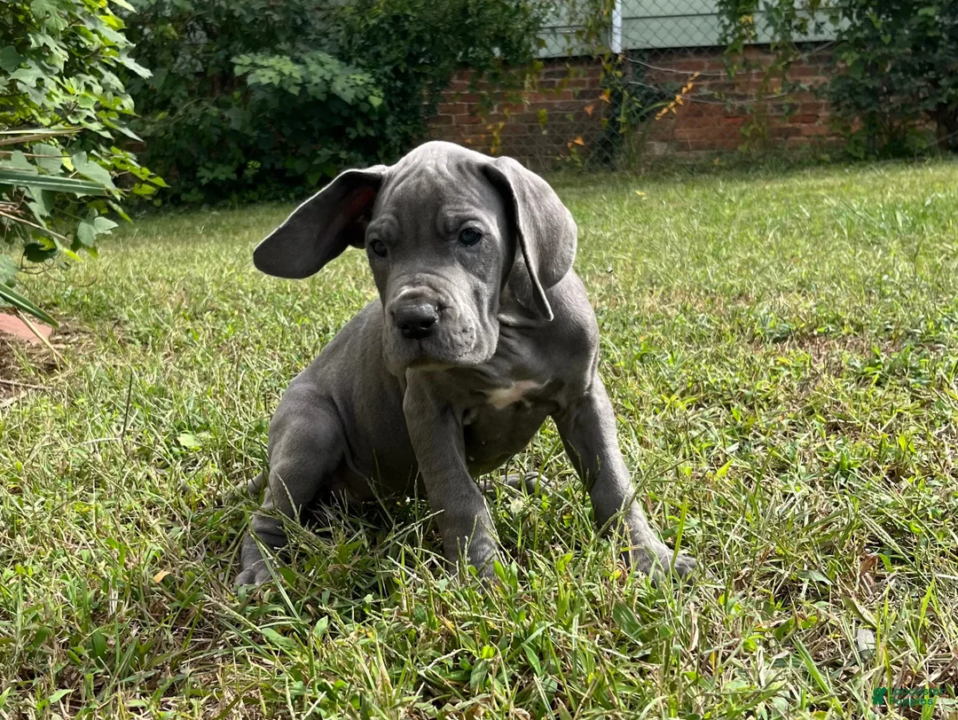 Great Dane dogs for sale: Era - Ad 2