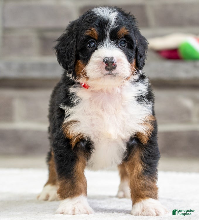 Mini Bernedoodle dogs Sammy - Ad 37