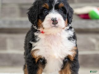 Mini Bernedoodle dogs Sammy - Ad 37
