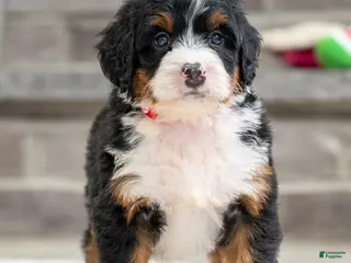 Mini Bernedoodle dogs Sammy - Ad 37