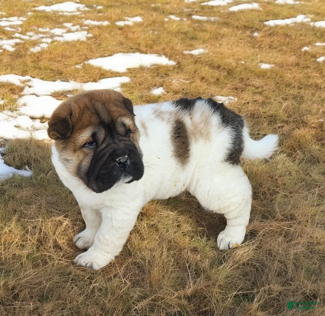 Shar Pei dogs for sale: Marble mini sable flower  - Ad 3