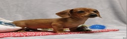 Miniature Dachshund dogs for sale: Peanut - Ad 6