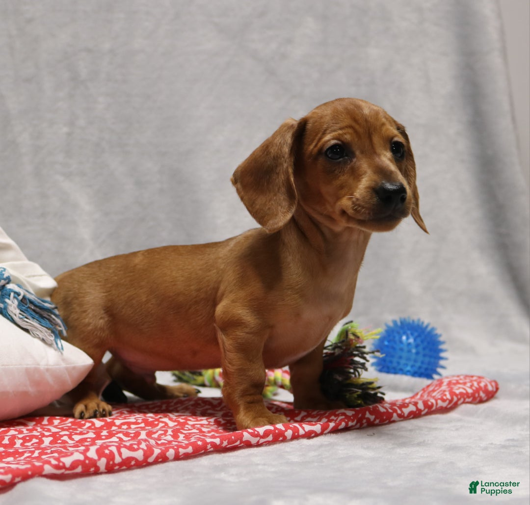 Miniature Dachshund dogs for sale: Peanut - Ad 6